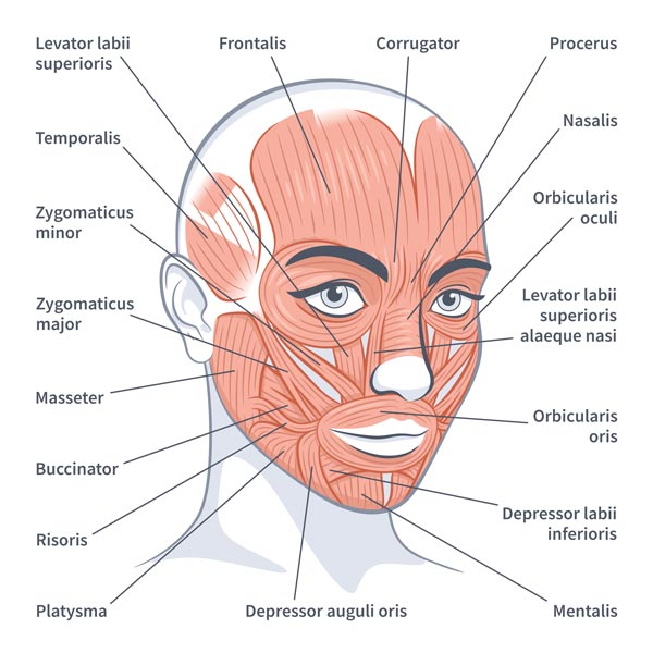 Anatomy of the Face